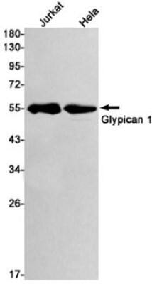 Western Blot: Glypican 1 Antibody (S03-2E8) [NBP3-19539] - Western blot detection of Glypican 1 in Jurkat, Hela cell lysates using NBP3-19539 (1:1000 diluted). Predicted band size: 62kDa. Observed band size: 55kDa.