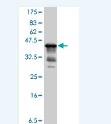 Western Blot: Glypican 1 Antibody [H00002817-A01] - Detection against Immunogen (37.99 KDa) .