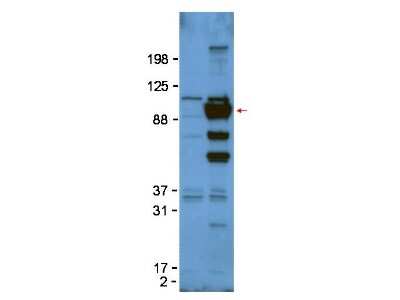 Western Blot: Glypican 1 Antibody [NBP1-42718] - Lane 1: untransfected 293T cell lysate. Lane 2: 293T whole cell lysate. Load: 50ug per lane. Primary antibody: Glypican-1 antibody at 1:1000 for overnight at 4C. Secondary antibody: HRP Gt-a-Rabbit IgG diluted 1:5,000 at 4 C. Block: 5% BLOTTO overnight at 4C. Predicted/Observed size: 61kDa, 61kDa for Glypican-1. Other band(s): 110kDa is likely due to the presence of the Fc-tag. Minor bands may represent post translational modifications of glypican-1.