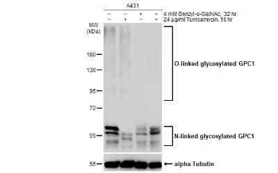 <b>Biological Strategies Validation. </b>Western Blot: Glypican 1 Antibody [NBP3-13127] - Untreated (-) and treated (+) A431 whole cell extracts (30 ug) were separated by 7.5% SDS-PAGE, and the membrane was blotted with Glypican 1 antibody (NBP3-13127) diluted at 1:1000. The HRP-conjugated anti-rabbit IgG antibody (NBP2-19301) was used to detect the primary antibody.