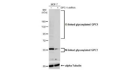 <b>Genetic Strategies Validation. </b>Western Blot: Glypican 1 Antibody [NBP3-13127] - Non-transfected (-) and transfected (+) MCF-7 whole cell extracts (30 ug) were separated by 7.5% SDS-PAGE, and the membrane was blotted with Glypican 1 antibody (NBP3-13127) diluted at 1:500. The HRP-conjugated anti-rabbit IgG antibody (NBP2-19301) was used to detect the primary antibody.