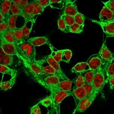 Immunocytochemistry/Immunofluorescence: Glypican 3 Antibody (1G12) - Azide and BSA Free [NBP2-47760] - Immunofluorescence Analysis of MeOH-fixed HepG2 cells labeling Glypican-3 with Glypican 3 Antibody (1G12) followed by Goat anti-Mouse IgG-CF488 (Green). The nuclear counterstain is Red Dot (Red)