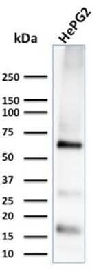 Western Blot: Glypican 3 Antibody (1G12) - Azide and BSA Free [NBP2-47760] - Western Blot Analysis of HePG2 cell lysate using Glypican 3 Antibody (1G12)