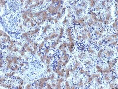 Immunohistochemistry-Paraffin: Glypican 3 Antibody (GPC3/1534R) - Azide and BSA Free [NBP2-54468] - Formalin-fixed, paraffin-embedded human Fetal Liver stained with Glypican-3 Recombinant Rabbit Monoclonal Antibody (GPC3/1534R)