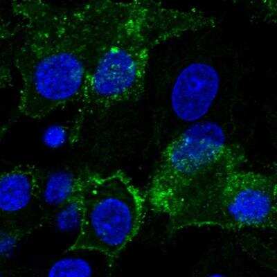 Immunocytochemistry/Immunofluorescence: Glypican 3 Antibody [NBP1-85226] - Staining of human cell line Hep G2 shows localization to plasma membrane. Antibody staining is shown in green.