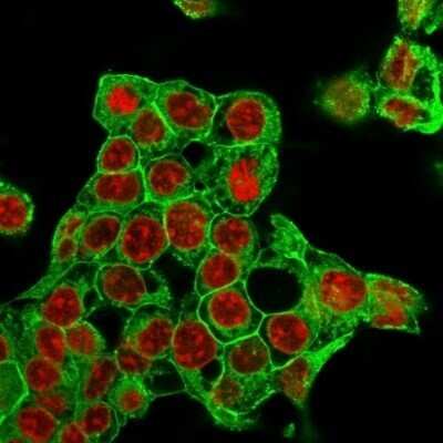 Immunocytochemistry/Immunofluorescence: Glypican 3 Antibody (rGPC3/863) - Azide and BSA Free [NBP2-54304] - Immunofluorescence Analysis of MeOH-fixed HepG2 cells labeling Glypican-3 with  followed by Goat anti-Mouse IgG-CF488 (Green). The nuclear counterstain is Red Dot (Red).