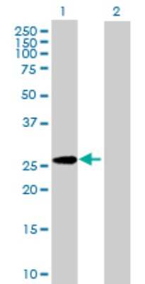 Western Blot: Glypican 5 Antibody [H00002262-B01P] - Analysis of GPC5 expression in transfected 293T cell line by GPC5 polyclonal antibody.  Lane 1: GPC5 transfected lysate(62.92 KDa). Lane 2: Non-transfected lysate.