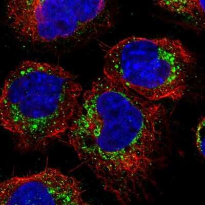 Immunocytochemistry/Immunofluorescence: Glypican 6 Antibody [NBP1-87565] - Staining of human cell line A-431 shows localization to the Golgi apparatus & vesicles. Antibody staining is shown in green.