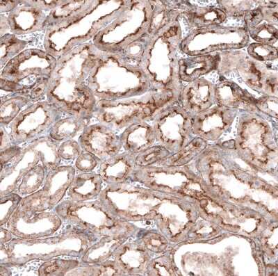 Immunohistochemistry-Paraffin: Glypican 6 Antibody [NBP1-87565] - Staining of human kidney shows moderate positivity in apical membrane in cells in tubules.