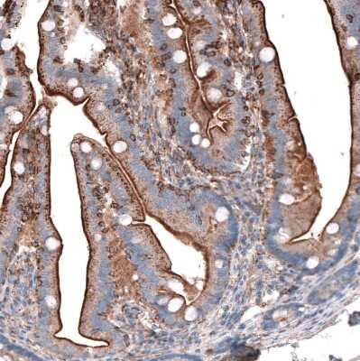 Immunohistochemistry-Paraffin: Glypican 6 Antibody [NBP1-87565] - Staining of human duodenum shows strong immunoreactivity in apical membranes of glandular cells as well as granular cytoplasmic positivity.