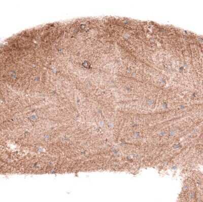 Immunohistochemistry-Paraffin: Glypican 6 Antibody [NBP1-87565] - Staining of human cerebral cortex shows moderate positivity in neuropil.