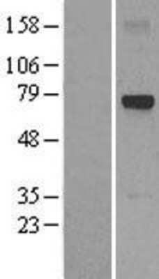 Western Blot: Glypican-6 Overexpression Lysate (Adult Normal) [NBL1-11223] Left-Empty vector transfected control cell lysate (HEK293 cell lysate); Right -Over-expression Lysate for Glypican-6.