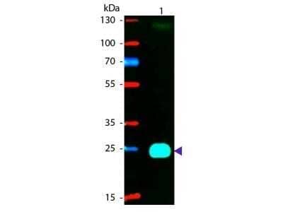 Western Blot: Goat F(ab')2 anti-Mouse IgG F(ab')2 Secondary Antibody (Pre-adsorbed) [NB120-5882] - Lane 1: Mouse Fab2. Lane 2: None. Load: 50 ng per lane. Primary antibody: None. Secondary antibody: Phycoerythrin goat secondary antibody at 1:1,000 for 60 min at RT. Blocking: incubated with blocking buffer for 30 min at RT. Predicted/Observed size: 25 kDa, 25 kDa for Mouse IgG F(ab')2. Other band(s): None. Image from the PE version of this antibody.