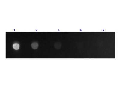 Dot Blot: Goat F(ab')2 anti-Mouse IgG Fc Secondary Antibody [FITC] (Pre-adsorbed) [NB710-7817] - Dot Blot results of Goat F(ab')2 anti-Mouse IgG Fc Secondary antibody [FITC] (Pre-adsorbed).Dots are Mouse F(c) at (1) 100ng, (2) 33.3ng, (3) 11.1ng, (4) 3.70ng, (5) 1.23ng. Blocking: 60 min at RT.Primary Antibody: none.Secondary Antibody: Goat F(ab')2 Anti-Mouse IgG F(c)Antibody FITC at 1ug/mL for 1hr at RT.Imaged with BioRad ChemiDoc, FITC filter.