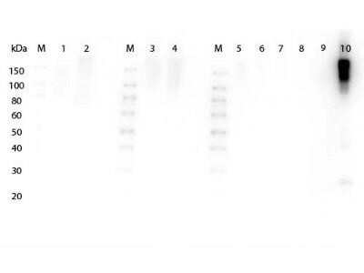 Western Blot: Goat F(ab')2 anti-Mouse IgG (H+L) Secondary Antibody [HRP] (Pre-adsorbed) [NB120-5870] - Western Blot of Goat F(ab')2 anti-Mouse IgG (H+L) Secondary Antibody [HRP] (Pre-adsorbed).Lane 1: Rabbit Serum.Lane 2: Rabbit Serum.Lane 3: Human Serum.Lane 4: Human Serum.Lane 5: Human IgG.Lane 6: Rat IgG.Lane 7: Bovine IgG.Lane 8: Equine IgG.Lane 9: Rabbit IgG.Lane 10: Mouse IgG.Load: Lane 1, 3 - 2 ul, Lane 2, 4 - 5 ul, Lanes 5 through 10 - 100 ng.Primary Antibody: noneSecondary Antibody: Goat F(ab')2 anti-Mouse IgG (H+L) Secondary Antibody [HRP] (Pre-adsorbed) at 1:5,000 for 1 HR at RT.Block: Fluorescent blocking buffer for 30 min at RT.Predicted/Observed size: 160 kDa for Mouse IgG.