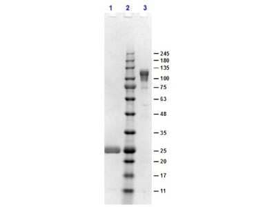 SDS-Page: Goat F(ab')2 anti-Rabbit IgG Fc Secondary Antibody [NB120-6016] - Lane 1: Reduced Goat F(ab')2 anti-Rabbit IgG Fc Secondary Antibody. Lane 2: Opal PreStained Molecular Weight Ladder . Lane 3: Non-reduced Goat F(ab')2 anti-Rabbit IgG Fc Secondary Antibody. Load: 1.0ug. 4-20% SDS Gel, Coomassie Blue Stained.
