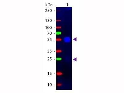 Western Blot: Goat F(ab')2 anti-Rabbit IgG (H+L) Secondary Antibody [FITC] (Pre-adsorbed) [NB120-6009] - Western blot of Goat F(ab')2 anti-Rabbit IgG (H+L) Secondary Antibody [FITC] (Pre-adsorbed).Lane 1:  Rabbit IgG.Lane 2:  None.Load:  50 ng per lane.Primary antibody:  None.Secondary antibody:  Goat F(ab')2 anti-Rabbit IgG (H+L) Secondary Antibody [FITC] (Pre-adsorbed) at 1:1000 for 60 min at RT.Blocking:  Fluorescent blocking buffer for 30 min at RT.Predicted/Observed size:  25 & 55 kDa, 25 & 55 kDa for Rabbit IgG.Other band(s):  None.