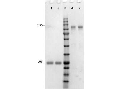 SDS-Page: Goat F(ab')2 anti-Rabbit IgG (H+L) Secondary Antibody (Pre-adsorbed) [NBP2-60682] - SDS-PAGE results of Goat F(ab')2 anti-Rabbit IgG (H+L) Secondary Antibody [Unconjugated] (Pre-adsorbed).Lane 1: reduced F(ab')2 anti-Mouse.Lane 2: reduced F(ab')2 anti-Rabbit.Lane 3: Protein molecular weight standard.Lane 4: non-reduced F(ab')2 anti-Mouse.Lane 5: non-reduced F(ab')2 anti-Rabbit.Load: 1.0ug.4-20% Lonza SDS-PAGE; Coomassie Stained; visualized using western blot imaging system.