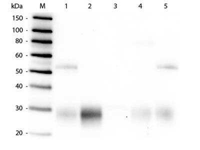 Western Blot: Goat anti-Rabbit IgG F(ab')2 Secondary Antibody [HRP] [NB120-6023] - Lane 1: Rabbit IgG whole molecule. Lane 2: Rabbit IgG F(ab) Fragment. Lane 3: Rabbit IgG F(c) Fragment. Lane 4: Rabbit IgM Whole Molecule. Lane 5: Normal Rabbit Serum. All samples were reduced. Load: 50 ng per lane. Block: incubated with blocking buffer for 30 min at RT. Primary Antibody: Anti-Rabbit IgG F(ab')2 (GOAT) Antibody 1:10,000 for 60 min at RT. Secondary antibody: Anti-Goat IgG (DONKEY) Peroxidase Conjugated Antibody 1:40,000 in incubated with blocking buffer for 30 min at RT. Predicted/Observed Size: 25 and 50 kDa for Rabbit IgG and Serum, 25 kDa for F(c) and F(ab), 70 and 23 kDa for IgM. Rabbit F(c) migrates slightly higher.