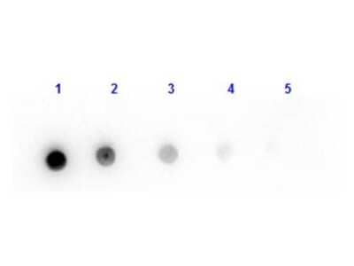 Dot Blot: Goat F(ab) anti-Mouse IgG (H+L) Secondary Antibody [NBP1-51890] - Dot Blot results of Goat F(ab) anti-Mouse IgG (H+L) Secondary antibody.Dots are Mouse IgG at (1) 100ng, (2) 33.3ng, (3) 11.1ng, (4) 3.70ng, (5) 1.23ng. Blocking buffer for 30 min at RT.Primary Antibody: Goat Fab Anti-Mouse IgG at 1ug/mL for 1hr at RT.Secondary Antibody: Donkey Anti-Goat IgG HRP at 1:40,000 for 30min at RT.Imaged with ChemiDoc, Chemi filter.