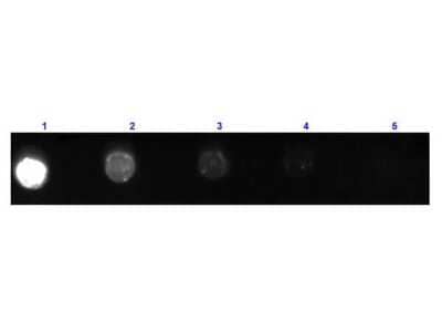 Dot Blot: Goat F(ab) anti-Mouse IgG (H+L) Secondary Antibody [FITC] [NB120-6669]