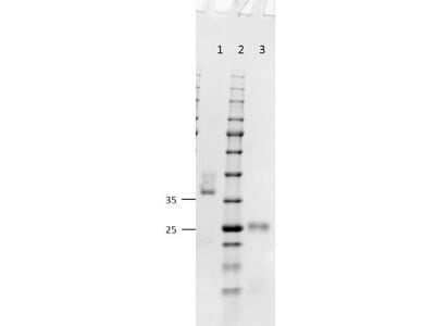 SDS-Page: Goat F(ab) anti-Mouse IgG (H+L) Secondary Antibody [NBP1-51890] - SDS-PAGE results of Goat F(ab) anti-Mouse IgG (H+L) Secondary Antibody [Unconjugated].Lane 1: non-reduced Goat Fab Anti-Mouse.Lane 2: Protein molecular weight standard.Lane 3: reduced Goat Fab Anti-Mouse.Load: 1.0ug.Coomassie stained and imaged.