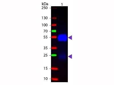 Western Blot: Goat F(ab) anti-Rabbit IgG (H+L) Secondary Antibody [FITC] [NB120-7050] - Western blot of Goat F(ab) anti-Rabbit IgG (H+L) Secondary Antibody [FITC].Lane 1:  Rabbit IgG.Lane 2:  None.Load:  50 ng per lane.Primary antibody:  None.Secondary antibody:  Goat F(ab) anti-Rabbit IgG (H+L) Secondary Antibody [FITC] at 1:1000 for 60 min at RT.Blocking:  Fluorescent blocking buffer for 30 min at RT.Predicted/Observed size:  25 & 55 kDa, 25 & 55 kDa for Rabbit IgG.Other band(s):  None.