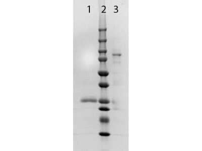 SDS-Page: Goat F(ab) anti-Rabbit IgG (H+L) Secondary Antibody [NB120-6824] - SDS PAGE of Goat F(ab) anti-Rabbit IgG (H+L) Secondary Antibody [Unconjugated].Lane 1: 1x Reduced, Fab Anti-RABBIT IgG Antibody.Lane 2: Molecular Weight Ladder.Lane 3: 1x Non-Reduced, Fab Anti-RABBIT IgG Antibody.4-20% Lonza SDS-PAGE; Coomassie Stained.