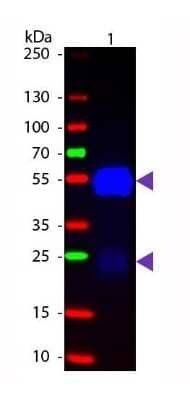 Western Blot: Goat F(ab) anti-Rabbit IgG (H+L) Secondary Antibody [NB120-6824] - Lane 1: Rabbit IgG. Lane 2: None. Load: 50 ng per lane. Primary antibody: None. Secondary antibody: Fluorescein goat secondary antibody at 1:1,000 for 60 min at RT. Blocking: incubated with blocking buffer for 30 min at RT. Predicted/Observed size: 25 & 55 kDa, 25 & 55 kDa for Rabbit IgG. Other band(s): None.