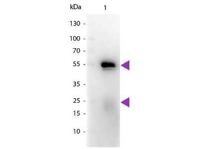 Western Blot: Goat F(ab) anti-Rabbit IgG (H+L) Secondary Antibody [NB120-6824] - Lane 1: Rabbit IgG. Lane 2: None. Load: 50 ng per lane. Primary antibody: None. Secondary antibody: Peroxidase goat secondary antibody at 1:1,000 for 60 min at RT. Blocking: incubated with blocking buffer for 30 min at RT. Predicted/Observed size: 25 & 55 kDa, 25 & 55 kDa for Rabbit IgG. Other band(s): None. Image using the HRP form of this antibody.