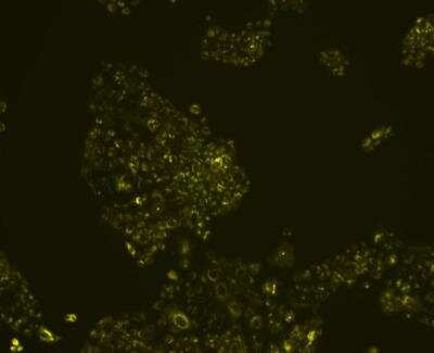 Immunocytochemistry/Immunofluorescence: Goat IgG F(ab)2 Isotype Control [NBP1-97023] - Positive Antibody Anti Goat IgG F(ab)2 Isotype Control . Image from verified customer review.