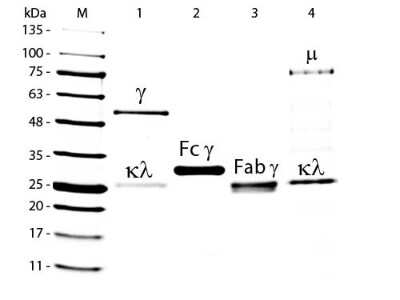 SDS-Page: Goat IgG F(ab) Isotype Control [HRP] [NBP1-97137] - Lane M: 5 uL Opal Prestained Marker. Lane 1: Reduced Goat IgG Whole Molecule. Lane 2: Reduced Goat IgG F(c) Fragment. Lane 3: Reduced Goat IgG F(ab) Fragment Peroxidase Conjugated. Lane 4: Reduced Goat IgM Whole Molecule. Load: 1 ug for IgG, F(c) and F(ab); 3 ug for IgM.