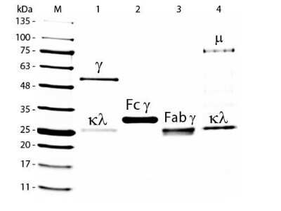 SDS-Page: Goat IgG Fc Isotype Control [NBP1-97042] - SDS-PAGE of Goat IgG F(c) Fragment. Lane M: 5 uL Opal Prestained Marker. Lane 1: Reduced Goat IgG Whole Molecule. Lane 2: Reduced Goat IgG F(c) Fragment. Lane 3: Reduced Goat IgG F(ab) Fragment. Lane 4: Reduced Goat IgM Whole Molecule. Load: 1 ug for IgG, F(c) and F(ab); 3 ug for IgM. Predicted/Observed size: IgG at 50 and 25 kDa; F(c) at 25 kDa; F(ab) at 25 kDa; IgM at 70 and 23 kDa. Observed F(c) Fragment migrates slightly higher.