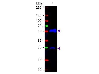 Western Blot: Goat anti-Armenian Hamster IgG (H+L) Secondary Antibody [FITC] [NB120-5743] - Western Blot of Goat anti-Armenian Hamster IgG (H+L) Secondary Antibody [FITC].Lane 1:  Armenian Hamster IgG.  Lane 2:  none.  Load:  50 ng per lane.Primary antibody:  none.Secondary antibody:  Goat anti-Armenian Hamster IgG (H+L) Secondary Antibody [FITC] at 1:1000 for 60 min at RT.Block:  Fluorescent blocking buffer for 30 min at RT.Predicted/Observed size:  25 & 55 kDa, 25 & 55 kDa for Armenian Hamster IgG. Other band(s): none.
