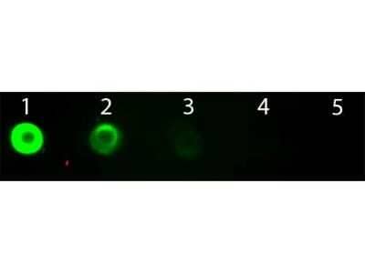 Dot Blot: Goat anti-Bovine IgG F(ab')2 Secondary Antibody [NBP1-72717] - Dot Blot of Goat anti-Bovine IgG Fab2 Antibody Fluorescein Conjugated. Antigen: Bovine IgG. Load: Lane 1 - 100 ng Lane 2 - 33.3 ng Lane 3 - 11.1 ng Lane 4 - 3.70 ng Lane 5 - 1.23 ng. Primary antibody: n/a. Secondary antibody: Goat anti-Bovine IgG Fab2 Antibody Fluorescein Conjugated at 1:1,000 for 1 HR at RT. Blocked with blocking buffer for 60 min at RT. Image from the FITC version of this antibody.