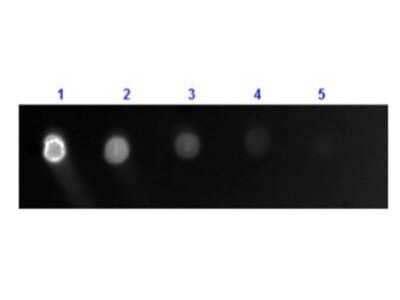Dot Blot: Goat anti-Canine IgG (H+L) Secondary Antibody [NBP1-72694] - Dot Blot results of Goat Anti-Dog IgG Antibody Fluorescein Conjugate. Dots are Dog IgG: (1) 100ng, (2) 33.3ng, (3) 11.1ng, (4) 3.70ng, (5) 1.23ng. Primary Antibody: none. Secondary Antibody: Goat Anti-Dog IgG Antibody FITC at 1ug/mL in blocking buffer 1hr RT. Imaged with BioRad ChemiDoc, Fluorescein filter. Image from the FITC version of this antibody.