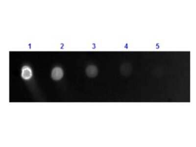 Dot Blot: Goat anti-Canine IgG (H+L) Secondary Antibody [FITC] [NB7591] - Dot Blot results of Goat anti-Canine IgG (H+L) Secondary Antibody [FITC].Dots are Canine IgG: (1) 100ng, (2) 33.3ng, (3) 11.1ng, (4) 3.70ng, (5) 1.23ng. Primary Antibody: none.Secondary Antibody: Goat anti-Canine IgG (H+L) Secondary Antibody [FITC] at 1ug/ml in Fluorescent blocking buffer for 1hr RT.Imaged with Fluorescein filter of western blot imaging system.