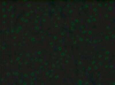 Immunocytochemistry/Immunofluorescence: Goat anti-Canine IgG (H+L) Secondary Antibody [FITC] [NBP1-75720] - Rat liver stained with anti-nuclear antibody followed by Goat anti-Canine IgG (H+L) Secondary Antibody [FITC]. Image from verified customer review.