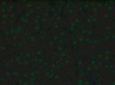 Immunocytochemistry/Immunofluorescence: Goat anti-Canine IgG (H+L) Secondary Antibody [NBP2-60652] - Rat liver stained with anti-nuclear antibody followed by Goat anti-Canine IgG (H+L) Secondary Antibody. Image from verified customer review. Image using the FITC format of this antibody.