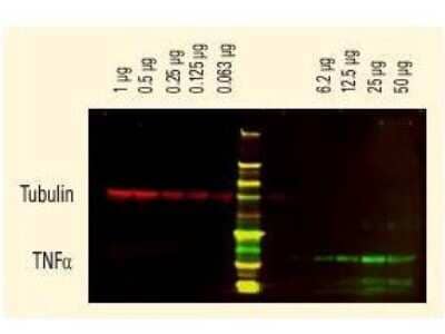 Western Blot: Goat anti-Chicken IgG (H+L) Secondary Antibody [DyLight 680] (Pre-adsorbed) [NBP1-72816] - DyLight (TM) dyes can be used for two-color Western Blot detection with low background and high signal. Anti-tubulin was detected using a DyLight (TM) 680 conjugate. Anti-TNFa was detected using a DyLight (TM) 800 conjugate. The image was captured using the Odyssey(R) Infrared Imaging System developed by LI-COR.