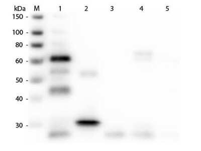 Western Blot: Goat anti-Chicken IgG (H+L) Secondary Antibody [Rhodamine] (Pre-adsorbed) [NB120-7115] - Western Blot of Unconjugated Goat anti-Chicken IgG (H+L) Secondary antibody [Rhodamine] (Pre-adsorbed). Lane M: 3 ul Molecular Ladder. Lane 1: Chicken IgG/IgY whole molecule. Lane 2: Chicken IgG F(c) Fragment. Lane 3: Chicken IgG Fab Fragment. Lane 4: Chicken IgM Whole Molecule. Lane 5: Chicken Serum. All samples were reduced. Load: 50 ng per lane. Block for 30 min at RT. Primary Antibody: Goat anti-Chicken IgG (H+L) Secondary antibody [Rhodamine] (Pre-adsorbed) 1:3,000 for 60 min at RT. Secondary antibody: Anti-Goat IgG (DONKEY) Peroxidase Conjugated Antibody 1:40,000 in blocking buffer for 30 min at RT. Predicted/Observed Size: 25 and 72 kDa for Chicken IgY and Serum, 25 kDa for F(c) and Fab, 75 kDa for IgM. Chicken F(c) migrates slightly higher.