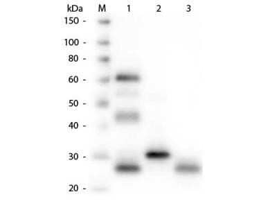 Western Blot: Goat anti-Chicken IgG (H+L) Secondary Antibody [NBP1-72720] - Lane 1: Chicken IgG whole molecule. Lane 2: Chicken IgG F(c) Fragment. Lane 3: Chicken IgG Fab Fragment. All samples were reduced. Load: 50 ng per lane. Block: incubated with blocking buffer for 30 min at RT. Primary Antibody: Anti-Chicken IgG (H&L) (GOAT) Antibody 1:1,000 for 60 min at RT. Secondary antibody: Anti-Goat IgG (DONKEY) Peroxidase Conjugated Antibody 1:40,000 in incubated with blocking buffer for 30 min at RT. Predicted/Observed Size: 25 and 72 kDa for Chicken IgG, 25 kDa for F(c) and Fab. Chicken F(c) migrates slightly higher. Image from the Alkaline Phosphatase version of this antibody.