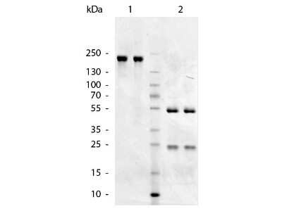 SDS-Page: Goat anti-Chicken IgM Heavy Chain Secondary Antibody [NBP2-60690] - Lane 1: Goat anti-Chicken IgM Secondary Antibody - Non-Reduced. Lane 2: Goat anti-Chicken IgM Secondary Antibody - Reduced. Load: 1.0 ug per lane. Predicted/Observed size: 50 kDa, 25 kDa for Reduced - Goat IgG. Other band(s): none.
