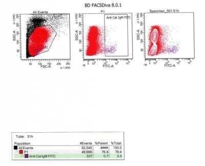 Flow Cytometry: Goat anti-Feline IgM Heavy Chain Secondary Antibody [NB7258] - The cat cells were washed and Incubated with the IgM antibody. It was used to detect Bcells. This image was submitted via customer review. Image from the FITC version of this antibody.