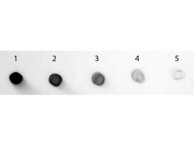 Dot Blot: Goat anti-Guinea Pig IgG Fc Secondary Antibody [NBP2-60685] - Load: Lane 1 - 200 ng Lane 2 - 66.67 ng Lane 3 - 22.22 ng Lane 4 - 7.41 ng Lane 5 - 2.47 ng. Primary antibody: none. Secondary antibody: Goat anti-Guinea Pig IgG AntibodyAlkaline Phosphatase Conjugated at 1:1,000 for 60 min at RT. Blocked with blocking buffer for 60 min at RT. Visualized using Alkaline Phosphatase Substrate for 30 seconds at RT. Image from the Alkaline Phosphatase version of this antibody.