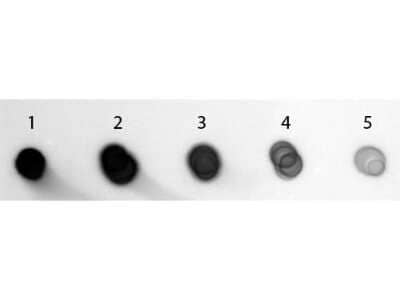 Dot Blot: Goat anti-Guinea Pig IgG (H+L) Secondary Antibody [Alkaline Phosphatase] (Pre-adsorbed) [NB7604]