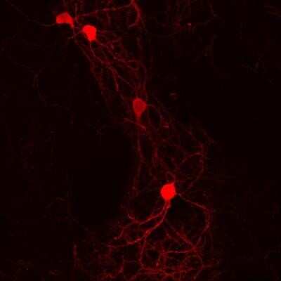 Immunocytochemistry/Immunofluorescence: Goat anti-Guinea Pig IgG (H+L) Secondary Antibody [DyLight 594] (Pre-adsorbed) [NBP1-75746] - Mouse brain (corpus striatum) analyzed using Goat anti-Guinea Pig IgG (H+L) Secondary Antibody [DyLight 594] (Pre-adsorbed). Image from verified customer review.