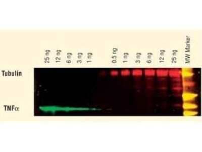 Western Blot: Goat anti-Guinea Pig IgG (H+L) Secondary Antibody [DyLight 649] (Pre-adsorbed) [NBP1-72856] - DyLight (TM) dyes can be used for two-color western blot detection with low background and high signal. Anti-tubulin was detected using a DyLight (TM) 549 conjugate. Anti-TNFa was detected using a DyLight (TM) 649 conjugate. The image was captured using the Typhoon (TM) 9410 Imaging System.
