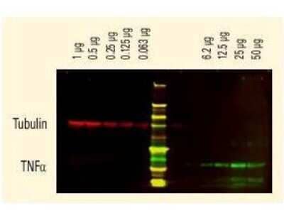 Western Blot: Goat anti-Guinea Pig IgG (H+L) Secondary Antibody [DyLight 680] (Pre-adsorbed) [NBP1-72857] - DyLight (TM) dyes can be used for two-color Western Blot detection with low background and high signal. Anti-tubulin was detected using a DyLight (TM) 680 conjugate. Anti-TNFa was detected using a DyLight (TM) 800 conjugate. The image was captured using the Odyssey(R) Infrared Imaging System developed by LI-COR.