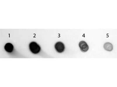 Dot Blot: Goat anti-Guinea Pig IgG (H+L) Secondary Antibody (Pre-adsorbed) [NB120-7134] - Load: Lane 1 - 200 ng Lane 2 - 66.67 ng Lane 3 - 22.22 ng Lane 4 - 7.41 ng Lane 5 - 2.47 ng. Primary antibody: none. Secondary antibody: Goat anti-Guinea Pig IgG Antibody Alkaline Phosphatase Conjugated at 1:1,000 for 60 min at RT. Blocked with blocking buffer for 60 min at RT. Visualized using Alkaline Phosphatase Substrate for 30 seconds at RT. Image from the Alkaline Phosphatase version of this antibody.